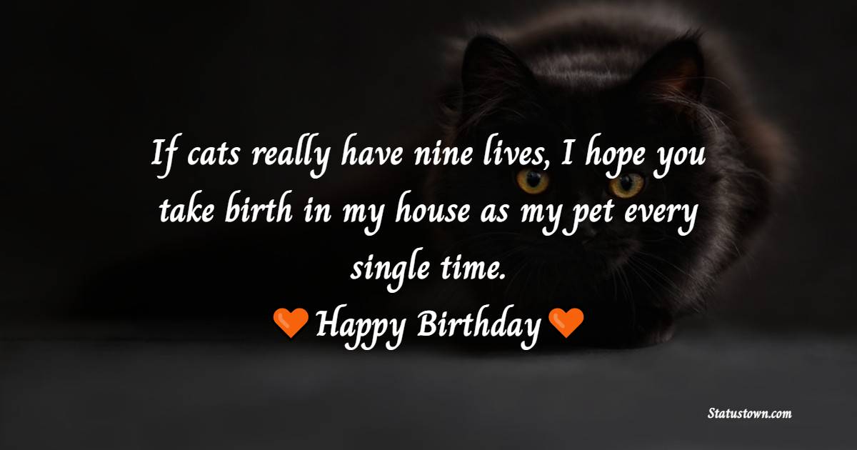 Lovely Birthday Wishes for Cat