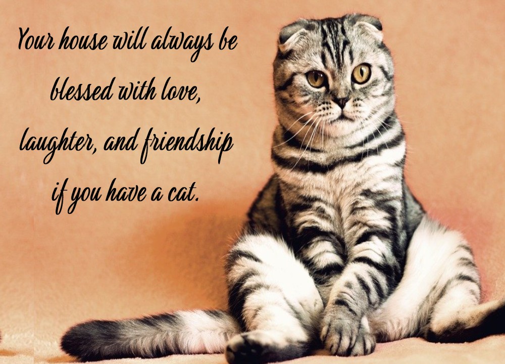 Your house will always be blessed with love, laughter, and friendship if you have a cat.