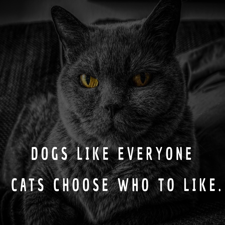 Dogs like everyone. Cats choose who to like.