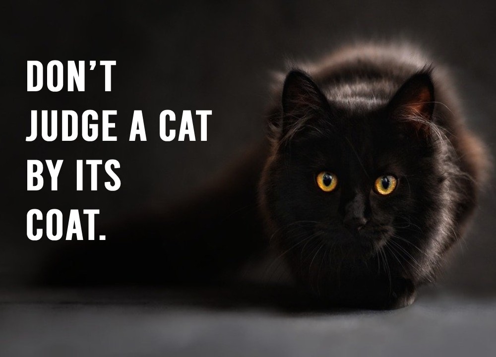 Don’t judge a cat by its coat. - cat Quotes