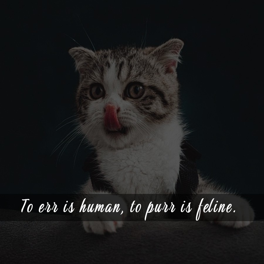 cat Quotes