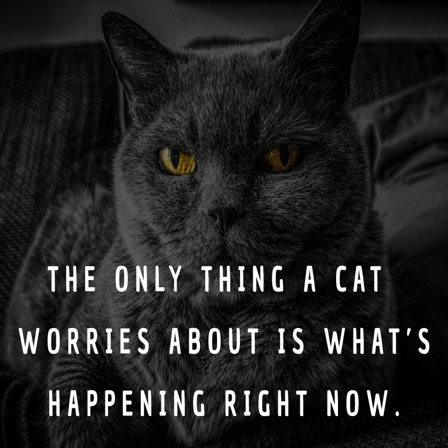 The only thing a cat worries about is what’s happening right now. - cat Quotes