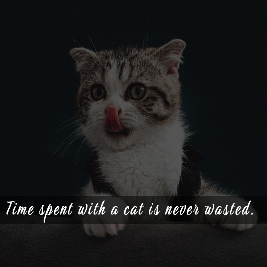 Time spent with a cat is never wasted. - cat Quotes