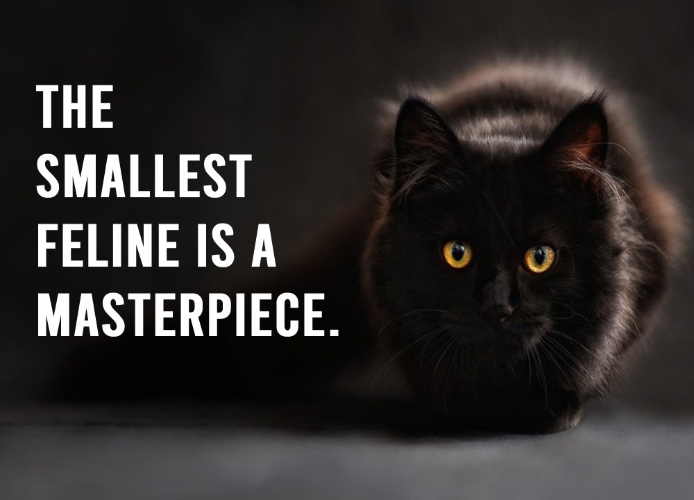 The smallest feline is a masterpiece. - cat Quotes