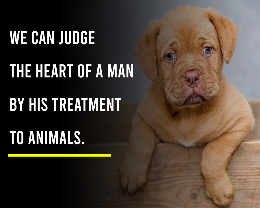 We can judge the heart of a man by his treatment to animals.