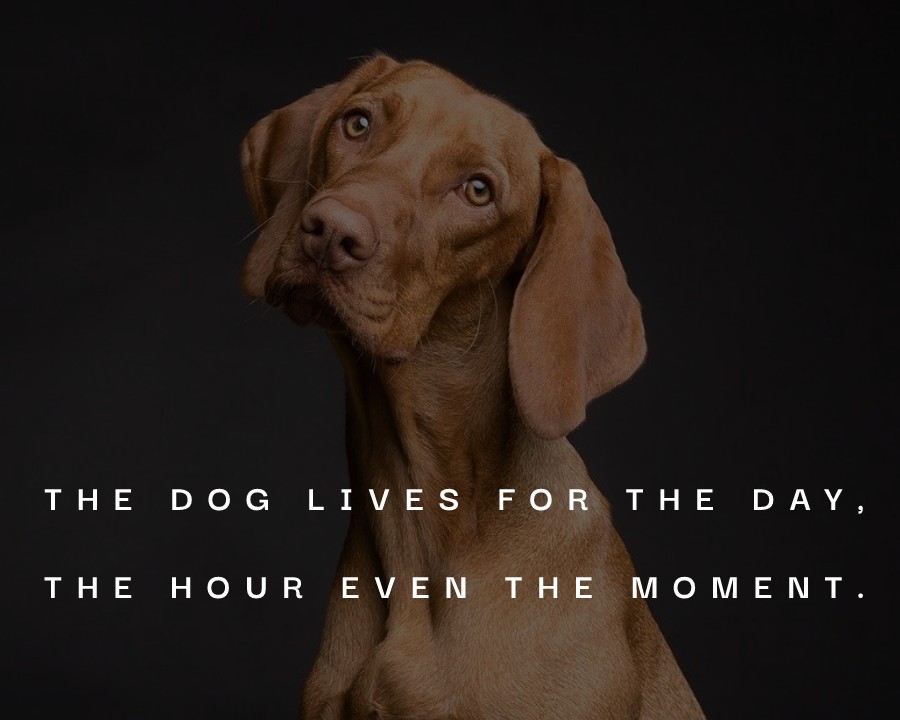 The dog lives for the day, the hour, even the moment. - Dog Quotes