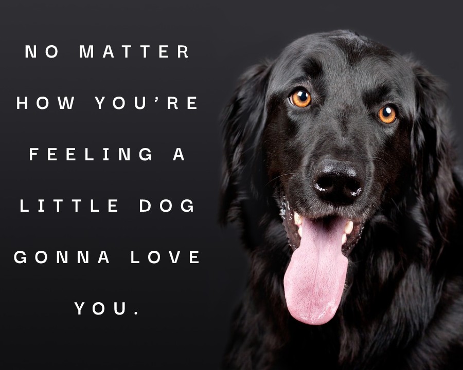 No matter how you’re feeling, a little dog gonna love you. - Dog Quotes