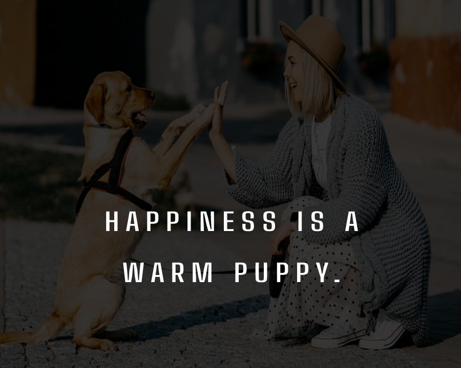 Happiness is a warm puppy. - Dog Quotes