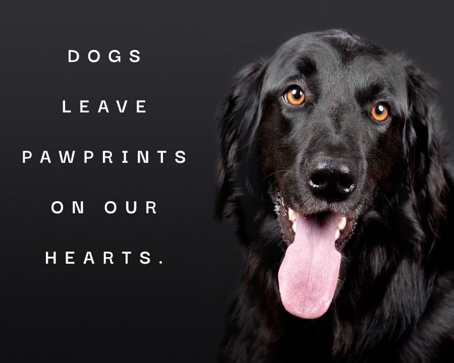 Dogs leave pawprints on our hearts. - Dog Quotes