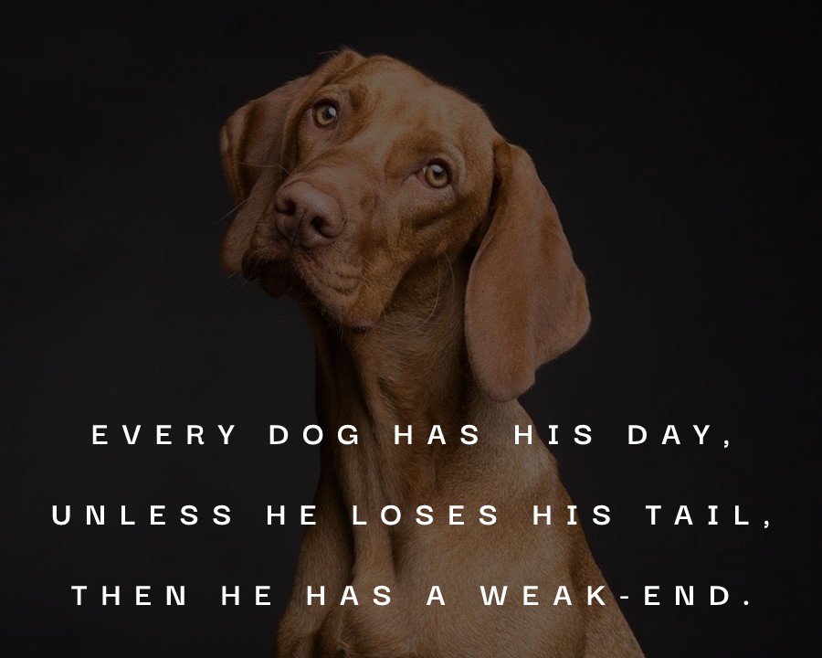 Every dog has his day, unless he loses his tail, then he has a weak-end. - Dog Quotes