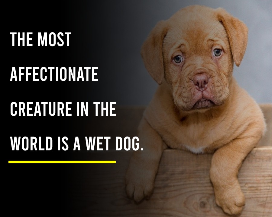 The most affectionate creature in the world is a wet dog. - Dog Quotes