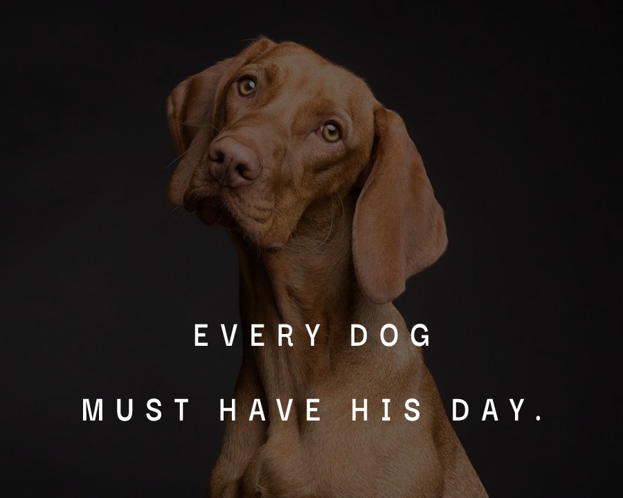 Every dog must have his day. - Dog Quotes