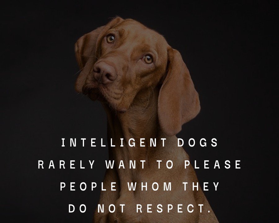 Intelligent dogs rarely want to please people whom they do not respect. - Dog Quotes
