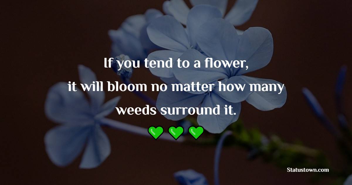 If you tend to a flower, it will bloom, no matter how many weeds surround it. - Flower Quotes 