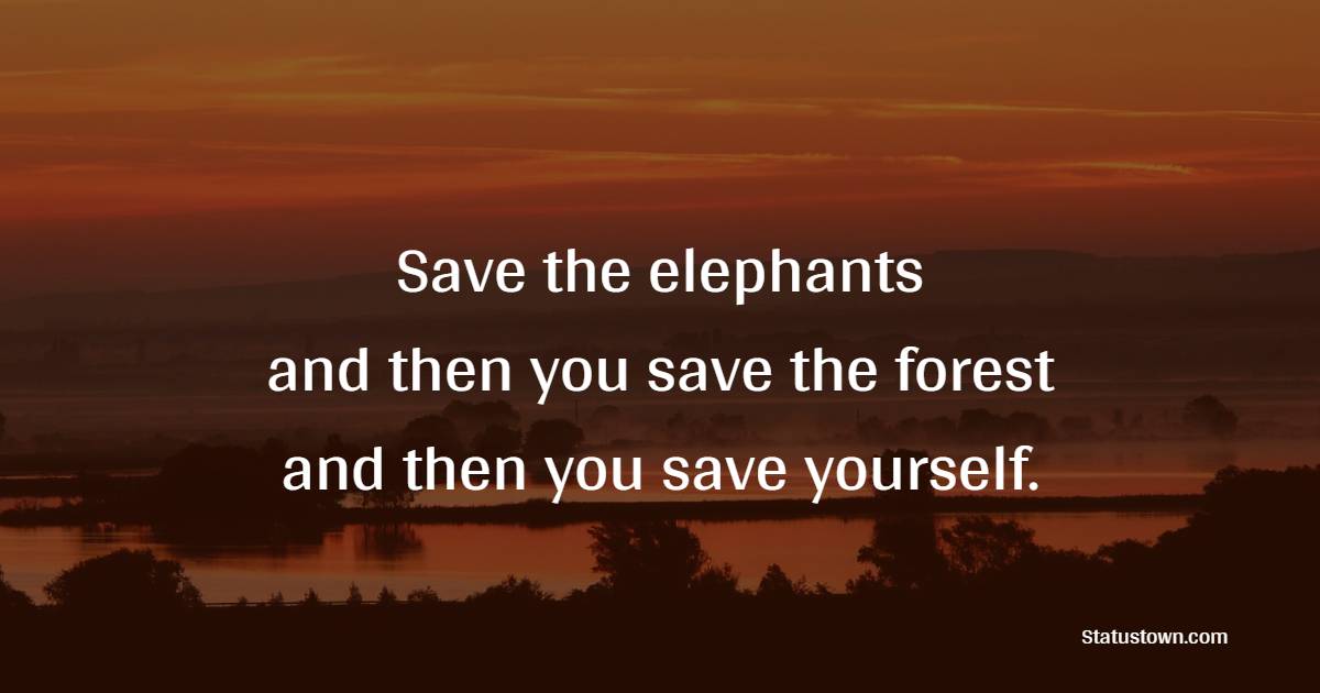 Save the elephants, and then you save the forest and then you save yourself. - Forest Quotes