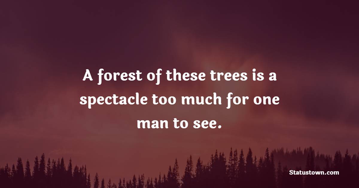 A forest of these trees is a spectacle too much for one man to see. - Forest Quotes